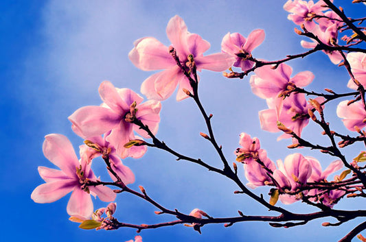 Printemps 2022